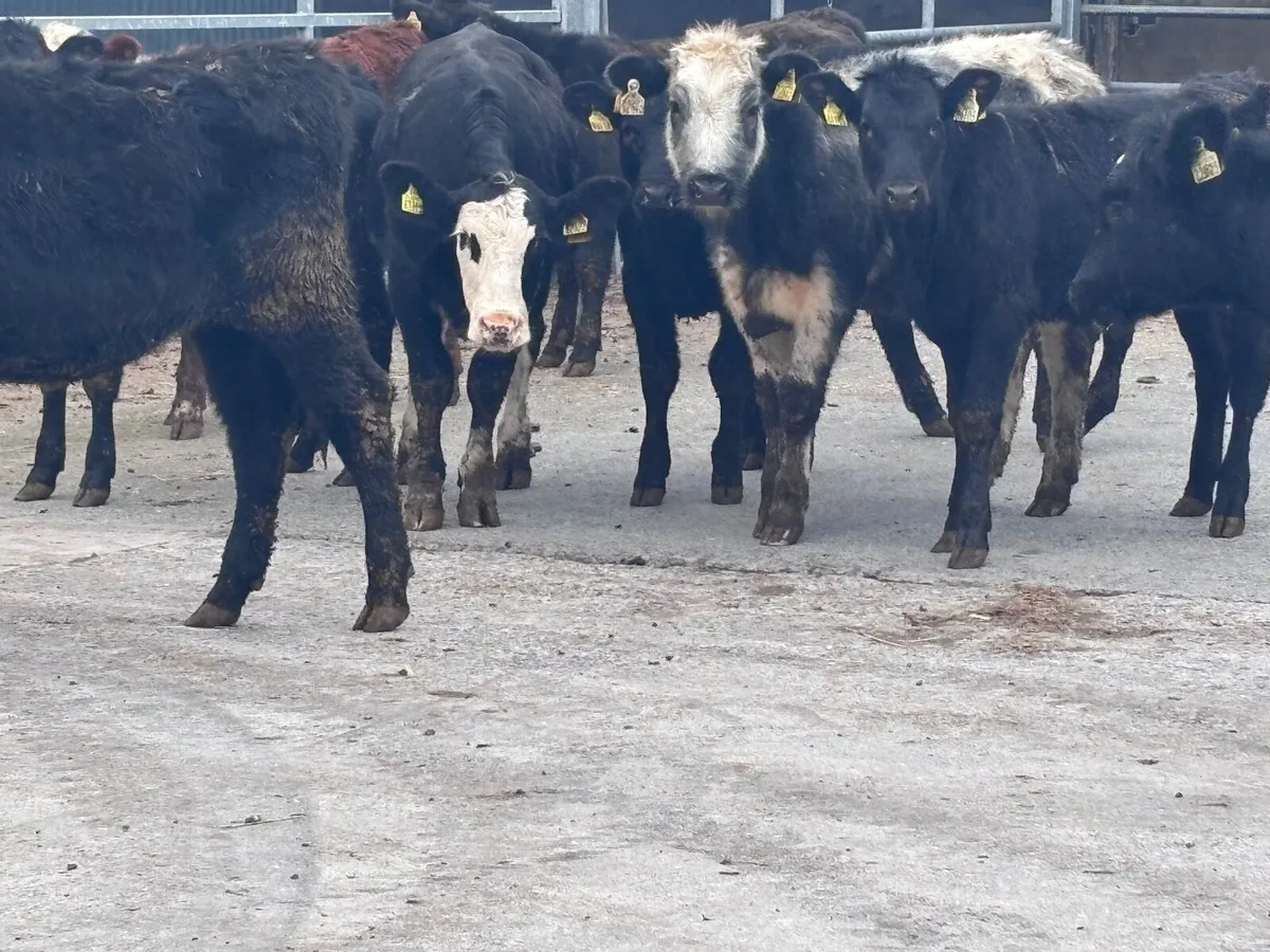 12 weanling heifers for sale @€865 - Image 1