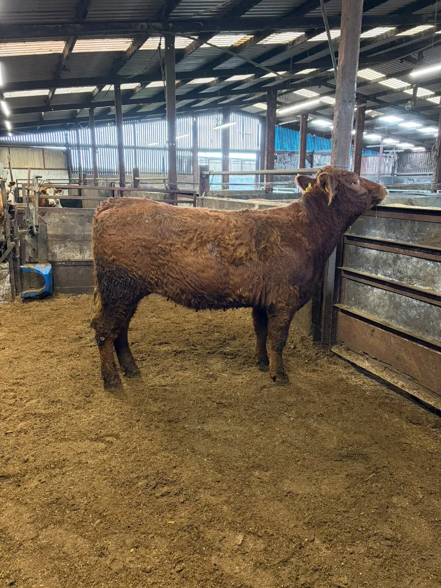 PBNR Saler springing heifer - Image 4
