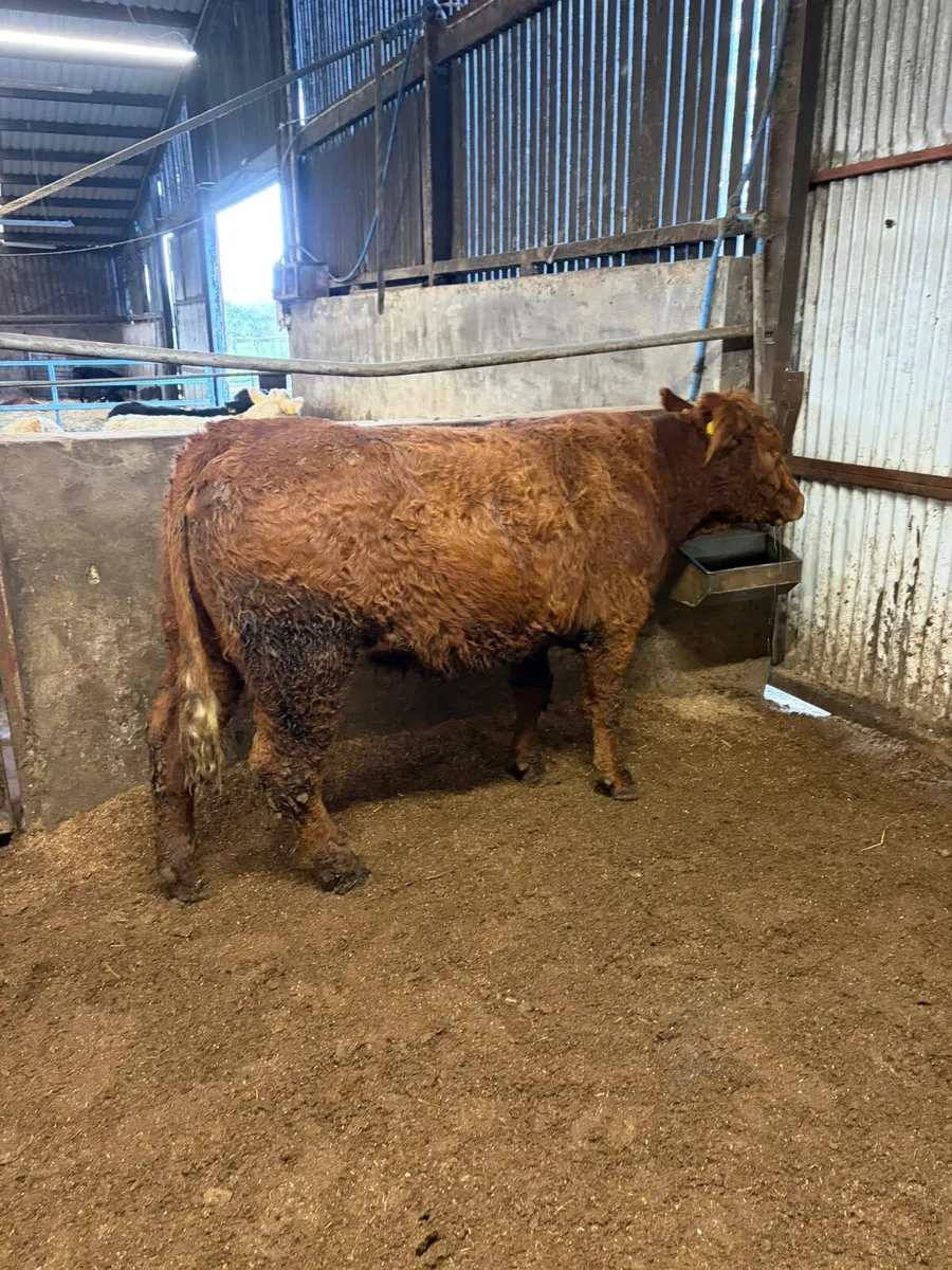 PBNR Saler springing heifer - Image 3