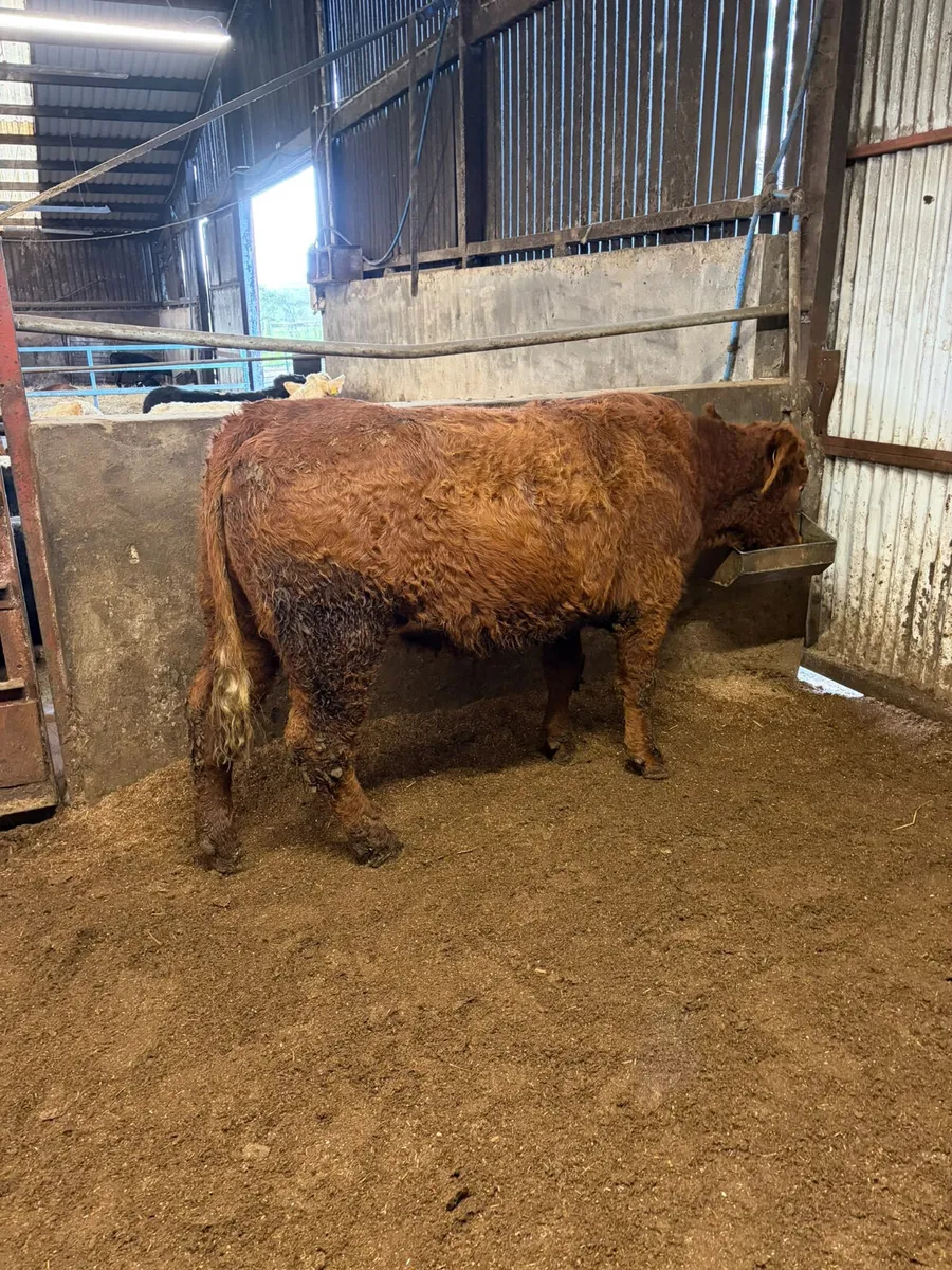 PBNR Saler springing heifer - Image 2