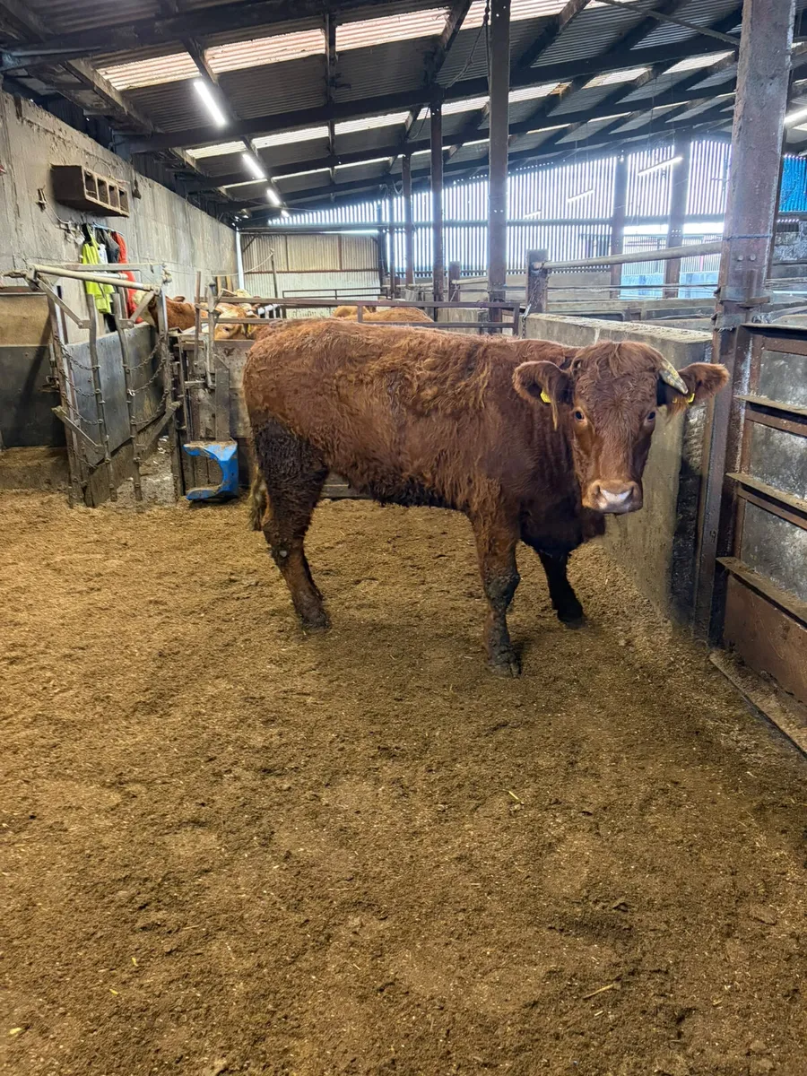 PBNR Saler springing heifer - Image 1
