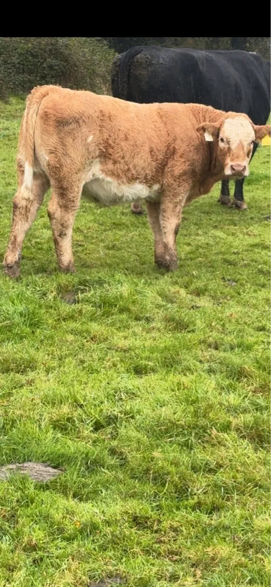 Charolais Weanlings Templemore Mart 31/10 - Image 1