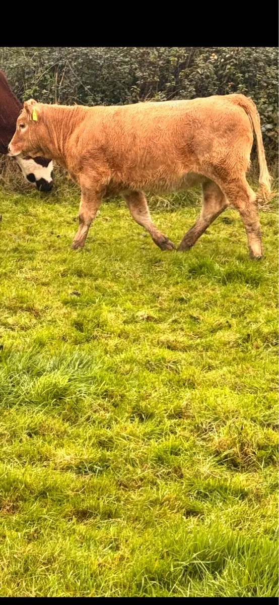 Charolais Weanlings Templemore Mart 31/10 - Image 2