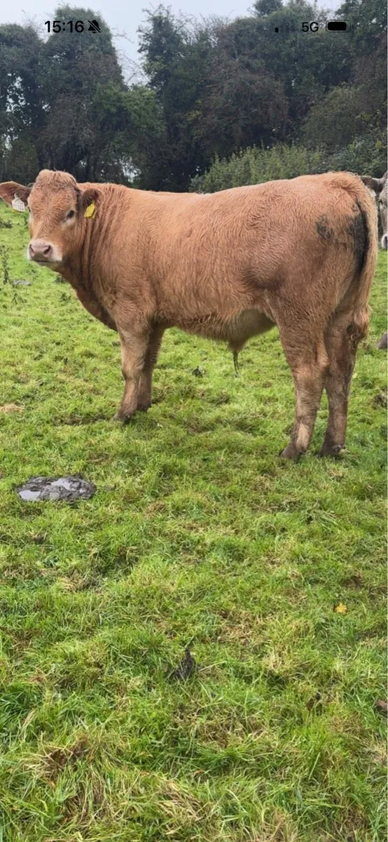 Charolais Weanlings Templemore Mart 31/10 - Image 3