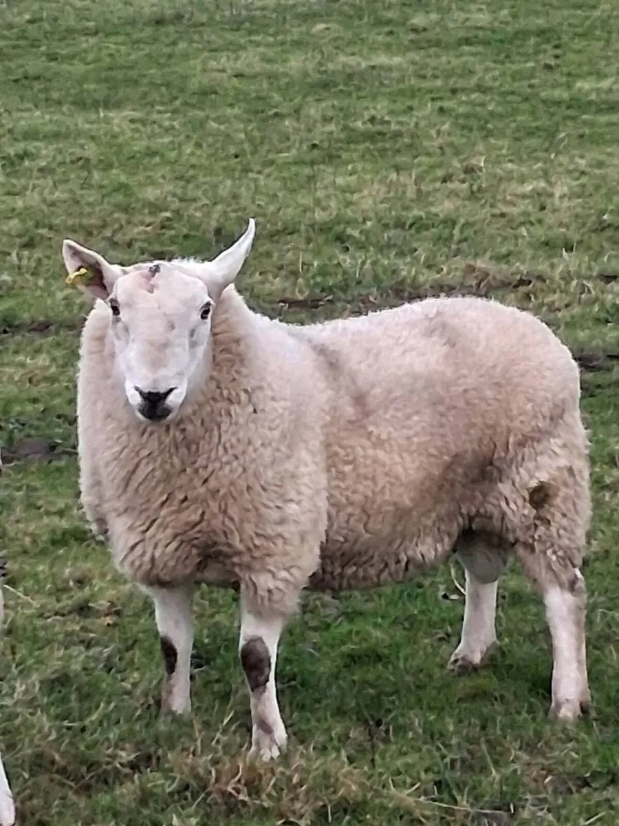 Cheviot Rams. - Image 1