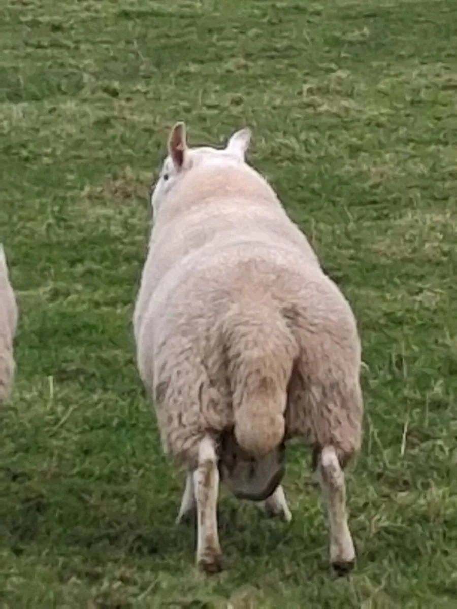 Cheviot Rams. - Image 2