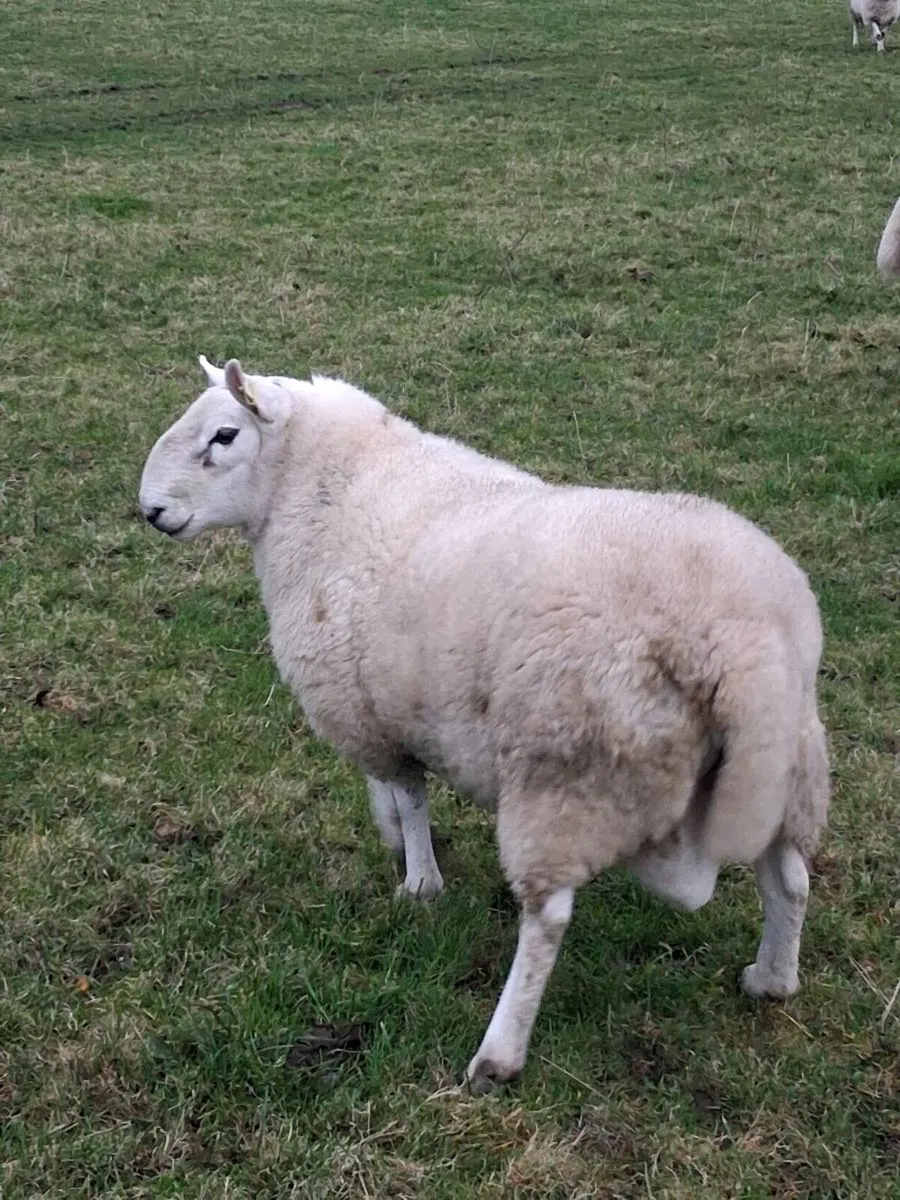 Cheviot Rams. - Image 3