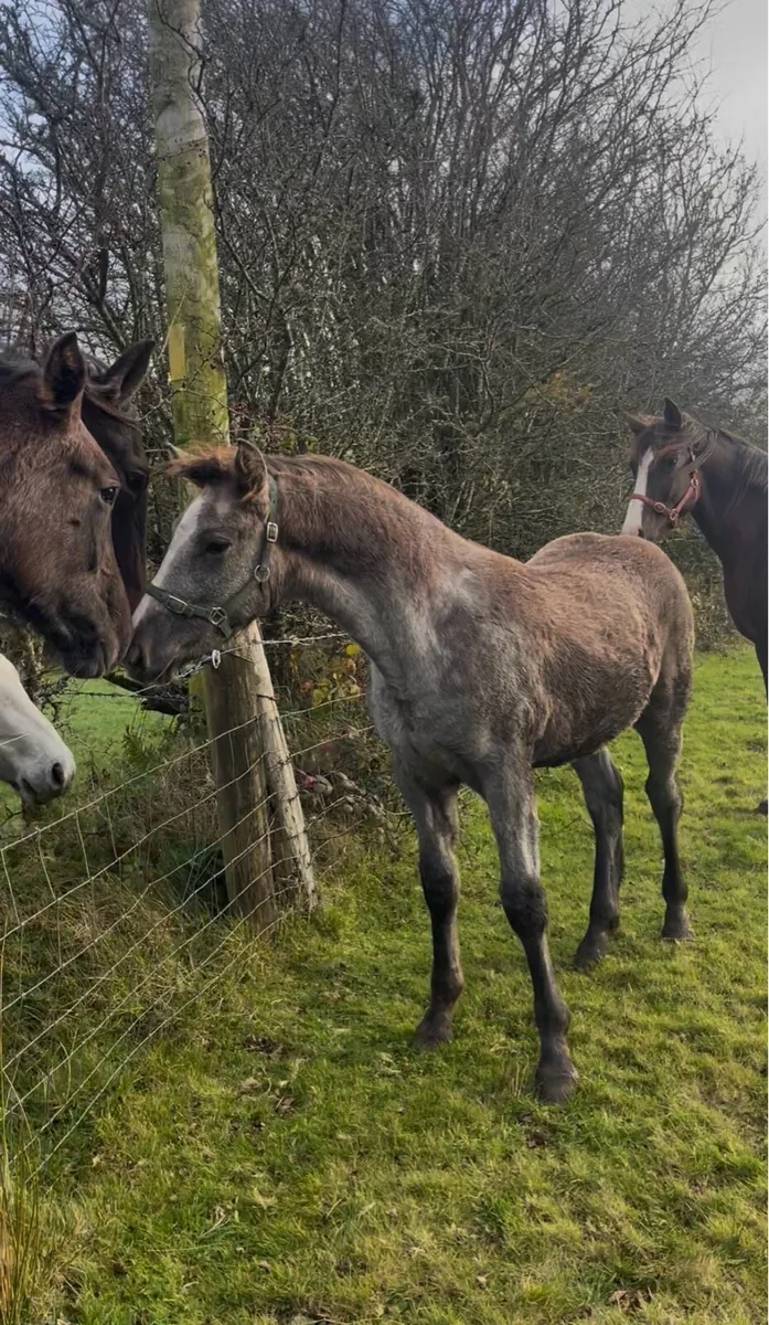 RID colt foal for sale - Image 2
