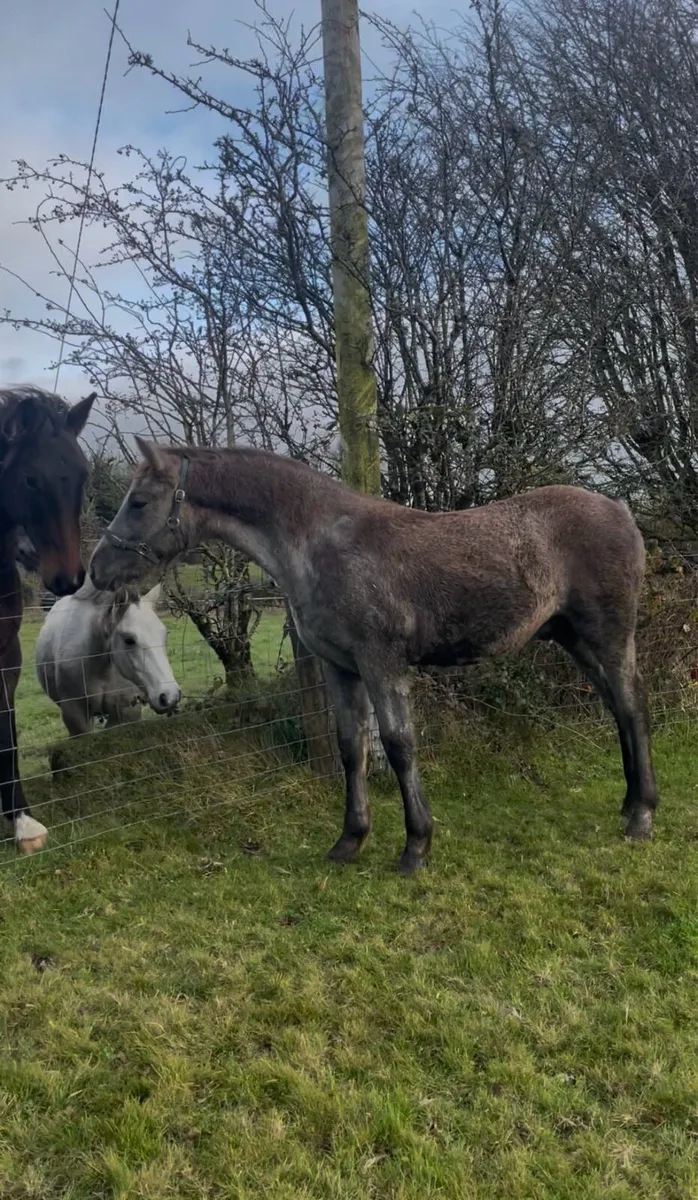 RID colt foal for sale - Image 1