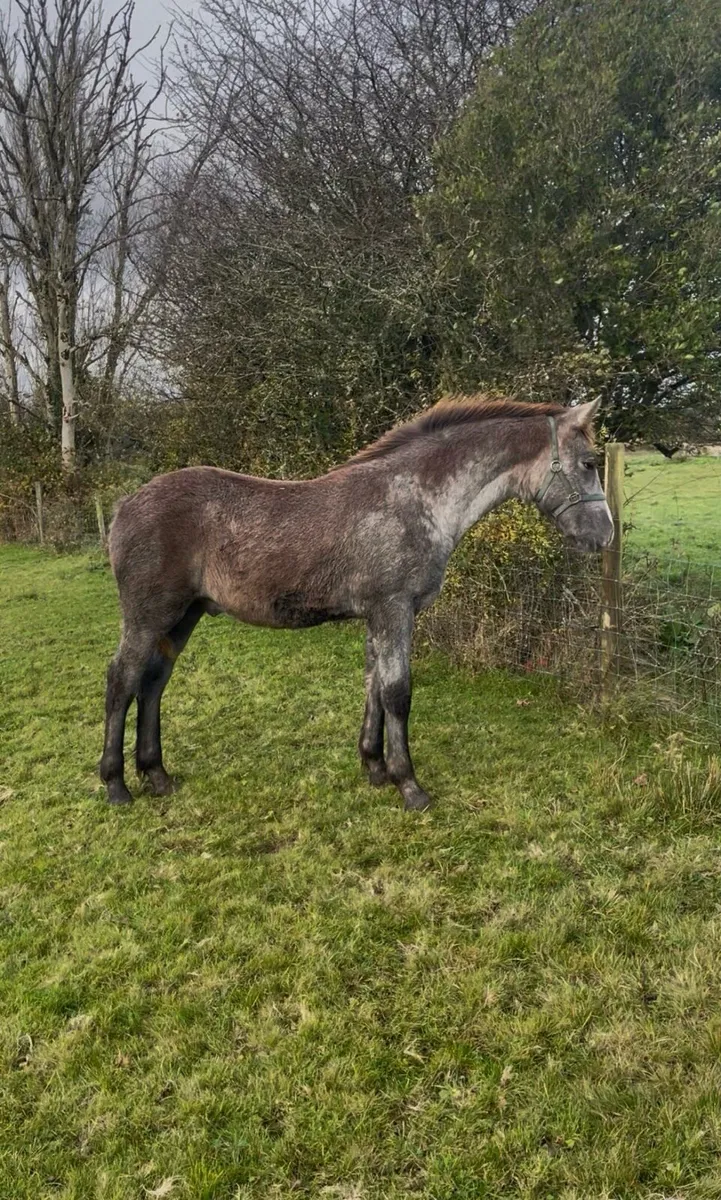 RID colt foal for sale - Image 3