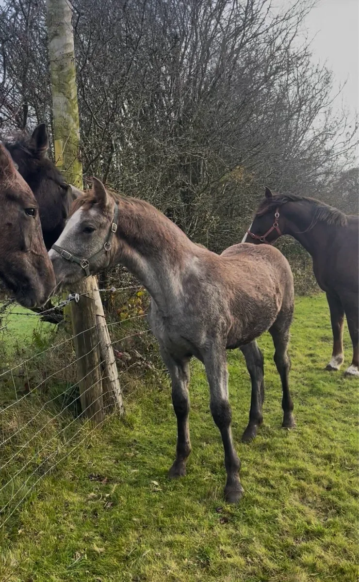 RID colt foal for sale - Image 4