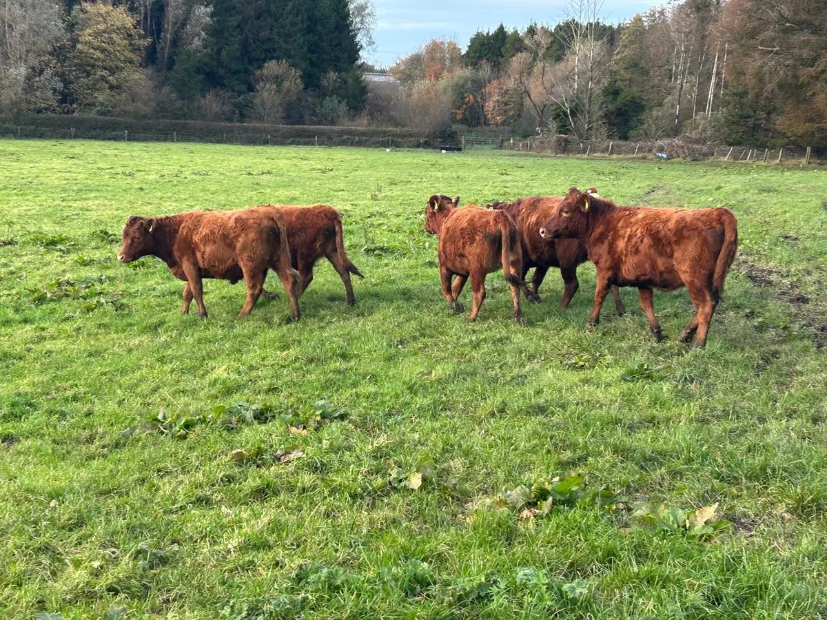Dexter Heifers - Image 1