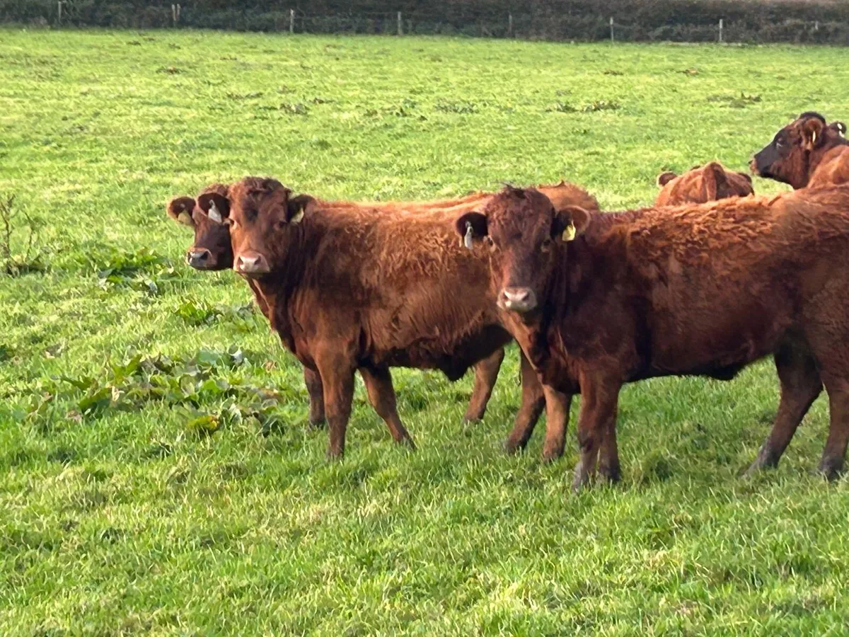 Dexter Heifers - Image 2
