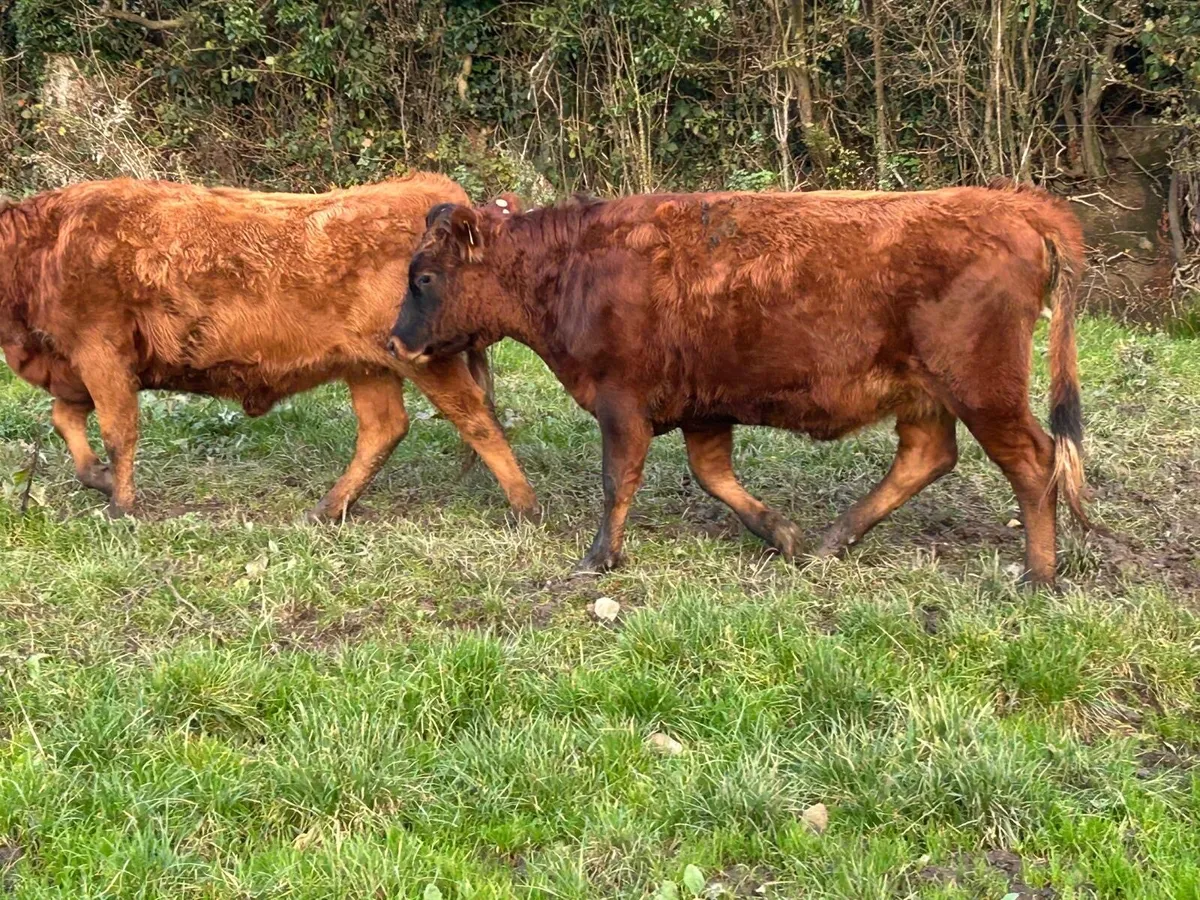 Dexter Heifers - Image 3