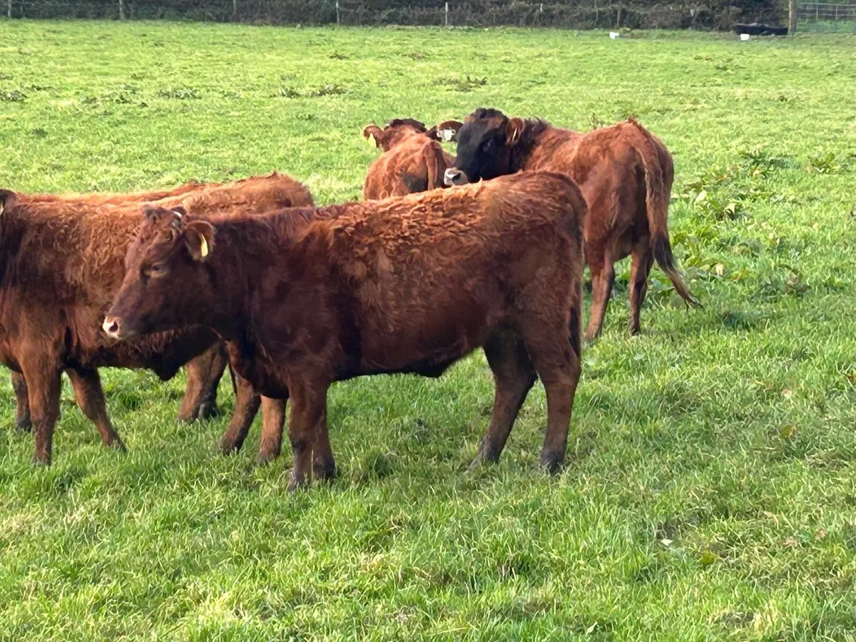 Dexter Heifers - Image 4