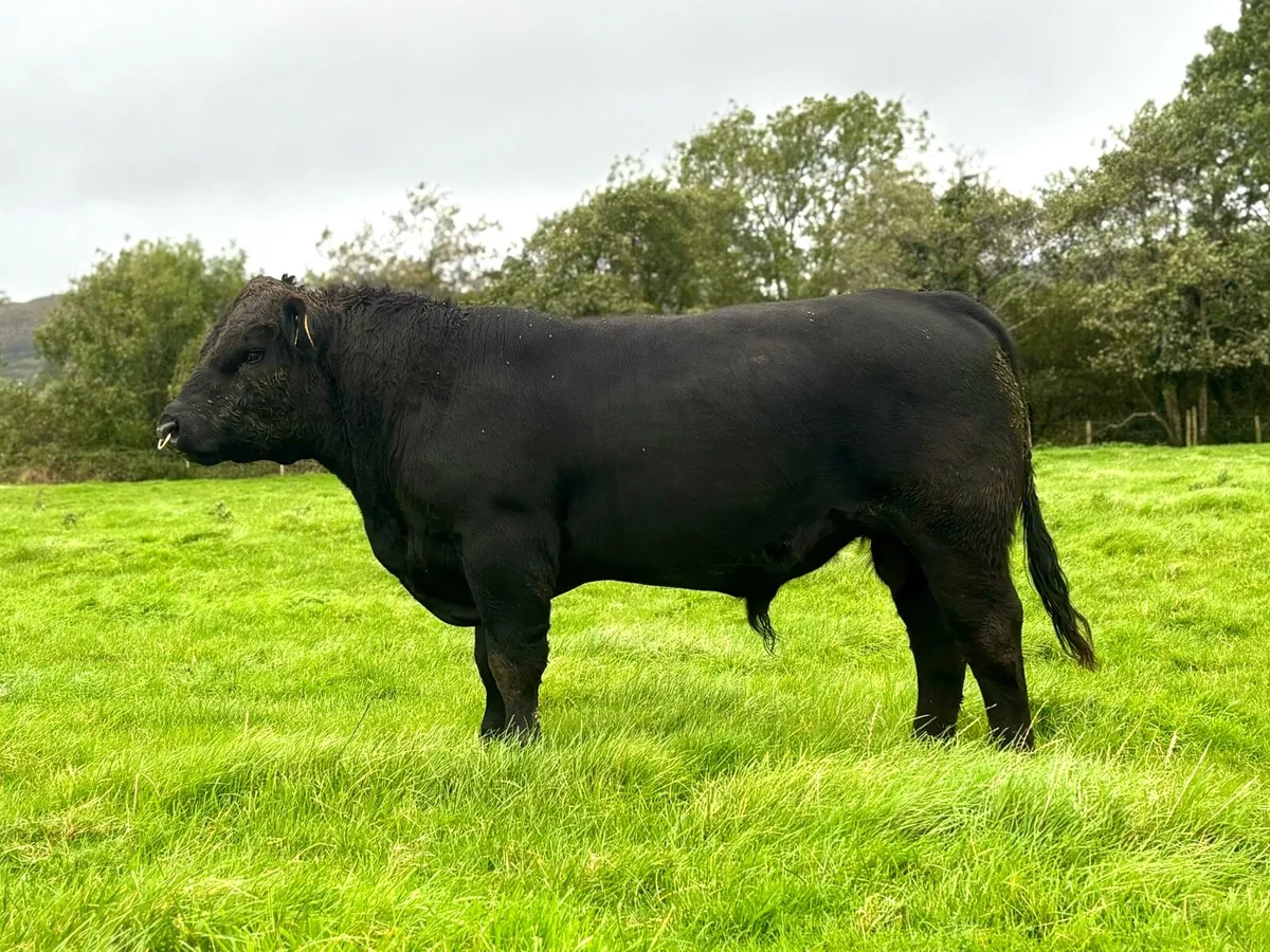 Angus Bull Kilmallock - Image 1
