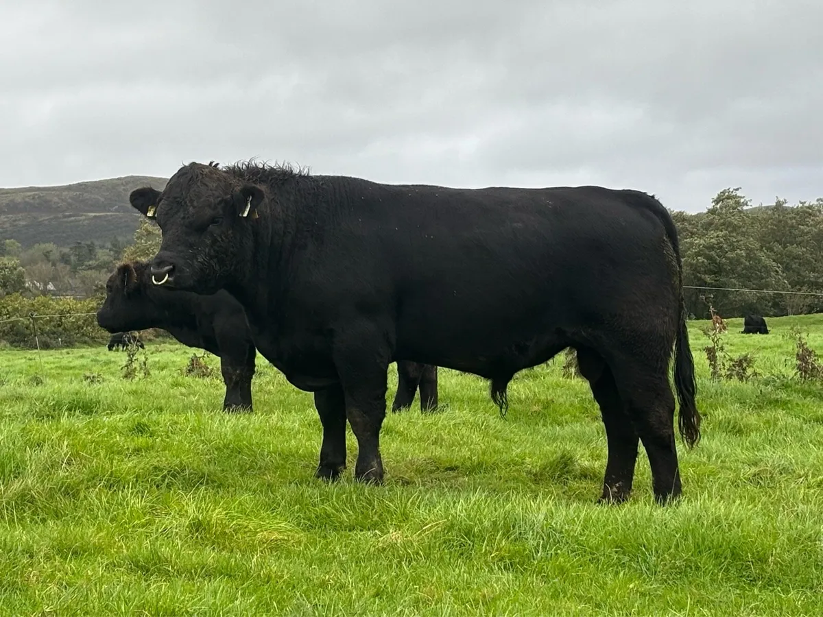 Angus Bull Kilmallock - Image 2