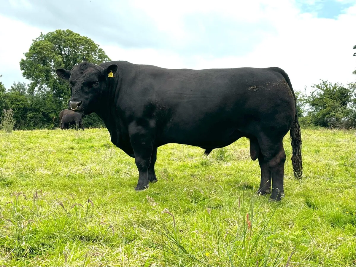 Angus Bull Kilmallock - Image 3