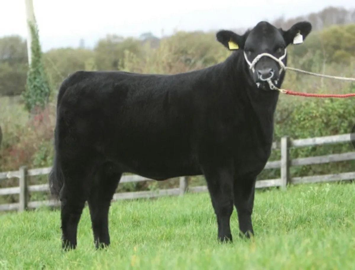 Angus Bull Kilmallock - Image 4