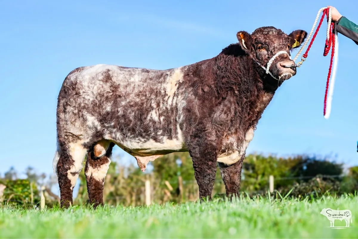 ☘️☘️Super PBR Shorthorn Bull☘️☘️ - Image 1