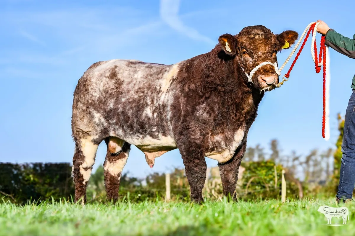 ☘️☘️Super PBR Shorthorn Bull☘️☘️ - Image 2