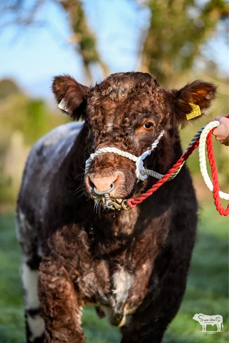 ☘️☘️Super PBR Shorthorn Bull☘️☘️ - Image 3