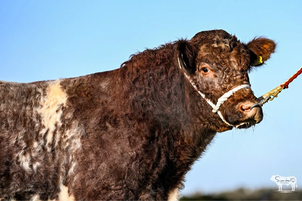☘️☘️Super PBR Shorthorn Bull☘️☘️ - Image 4