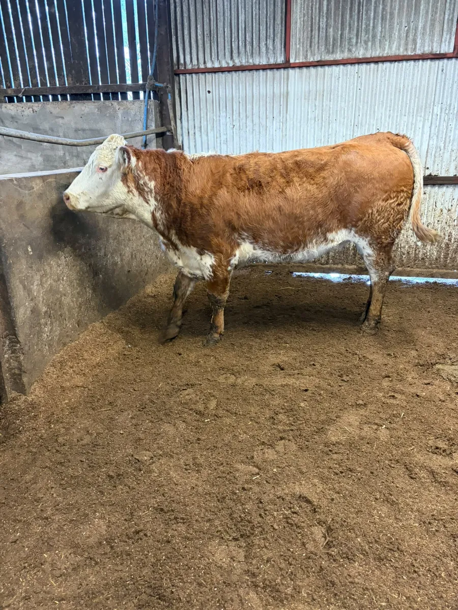 Springing roaned heifer - Image 4