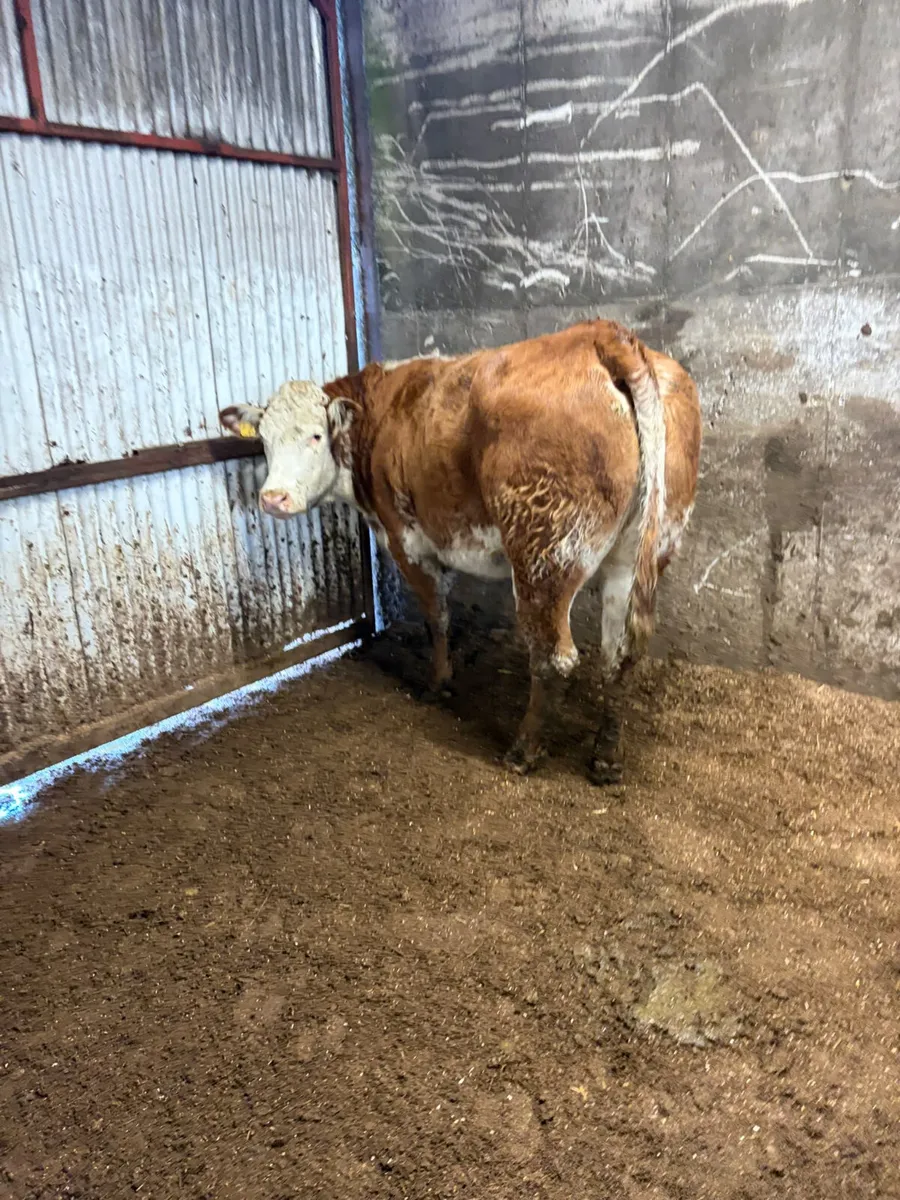 Springing roaned heifer - Image 3
