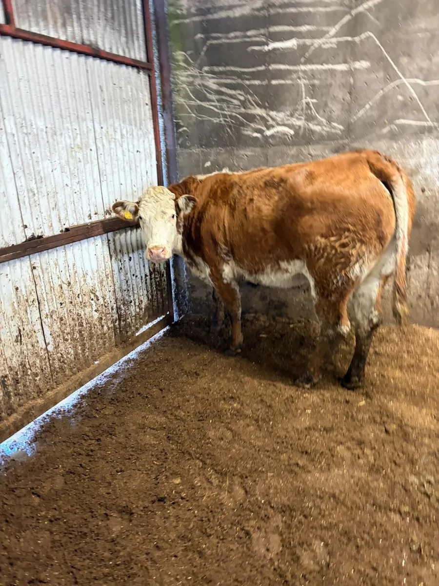 Springing roaned heifer - Image 1