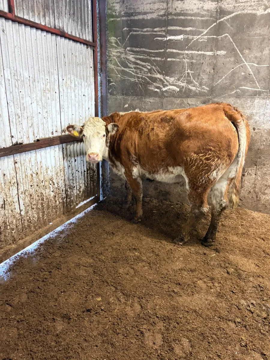 Springing roaned heifer - Image 2