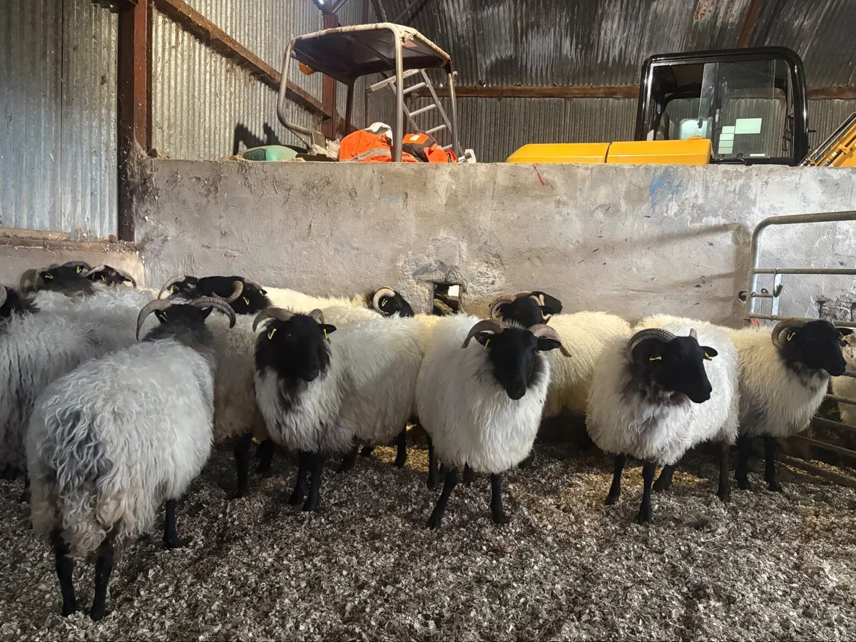 Westie hoggets - Image 1