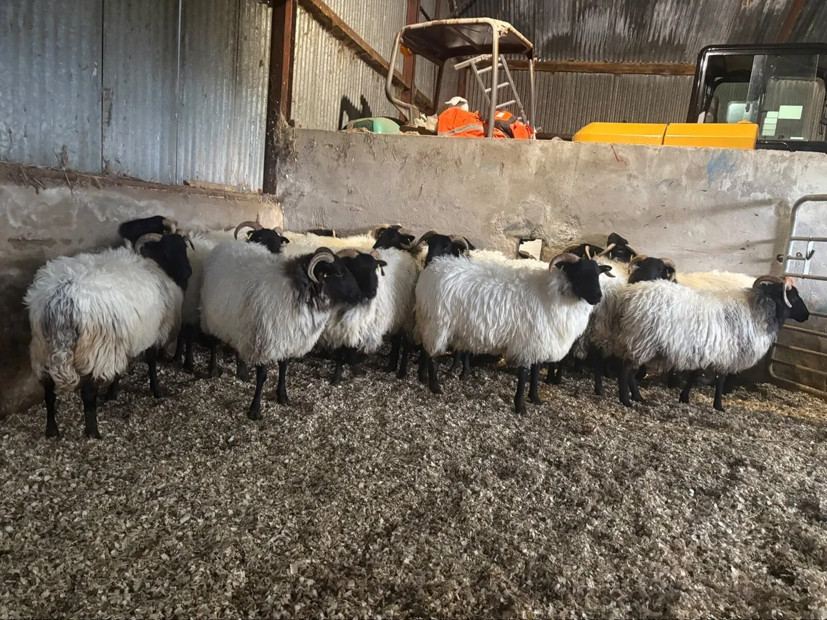 Westie hoggets - Image 3