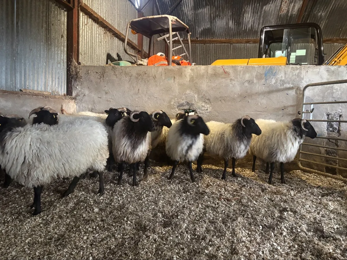 Westie hoggets - Image 4
