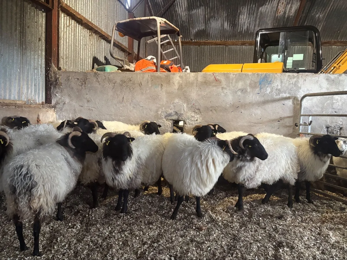 Westie hoggets - Image 2