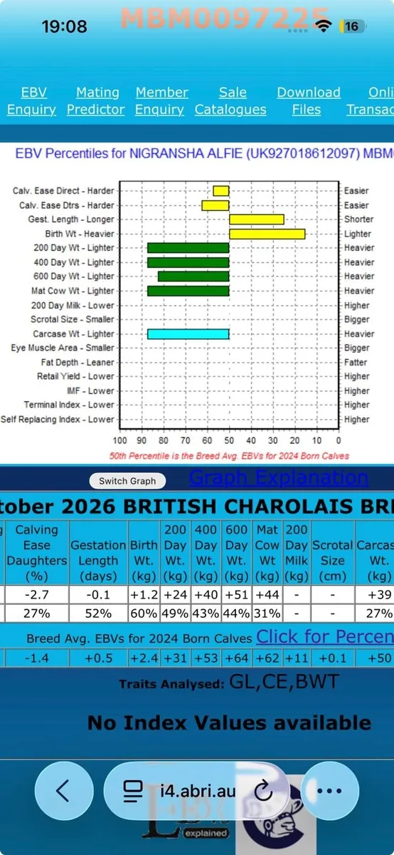 Pedigree Charolais Bull - Image 2