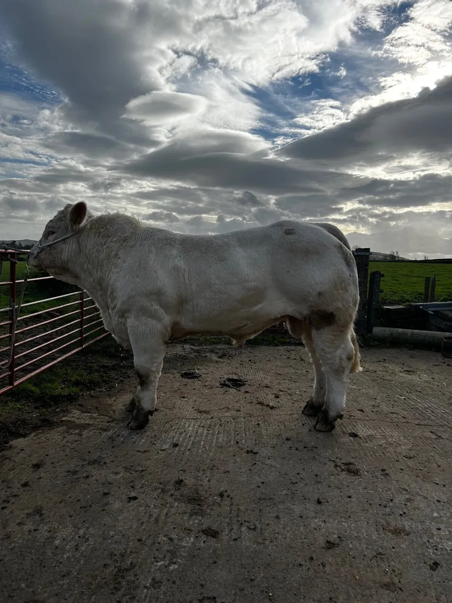Pedigree Charolais Bull - Image 1