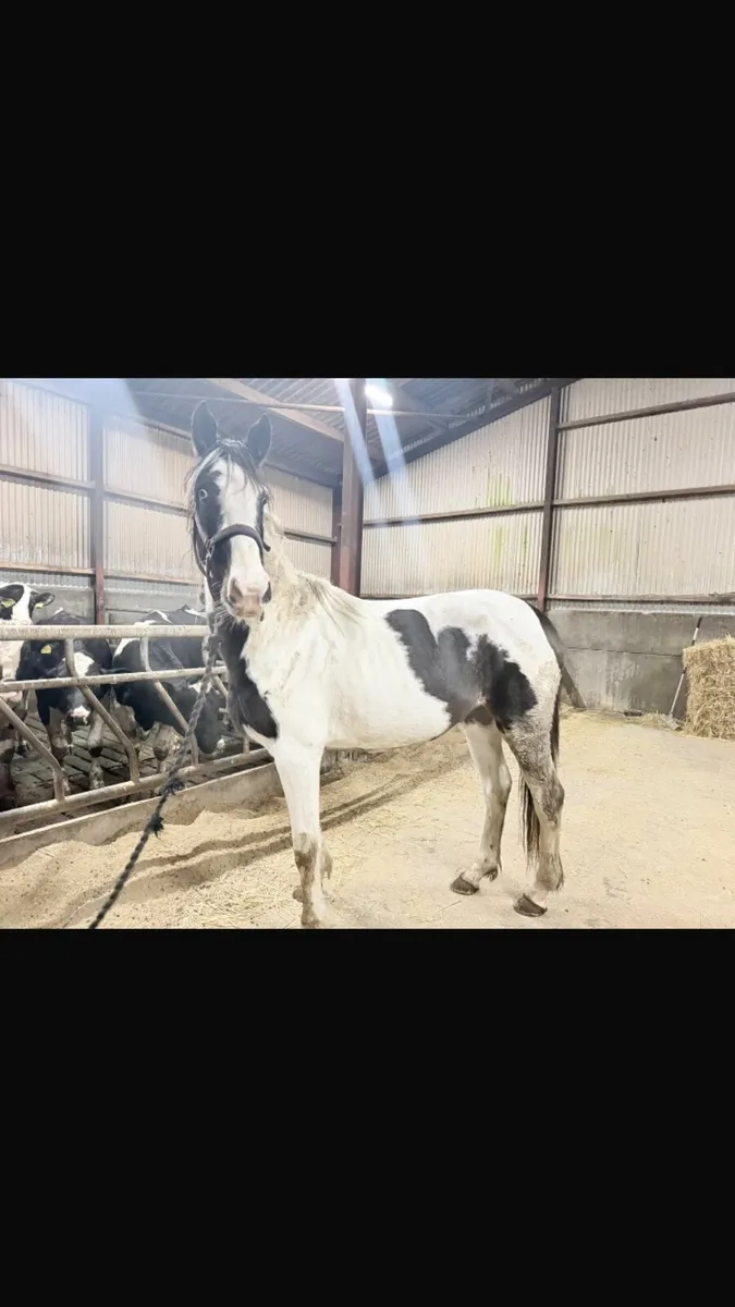 Horse
