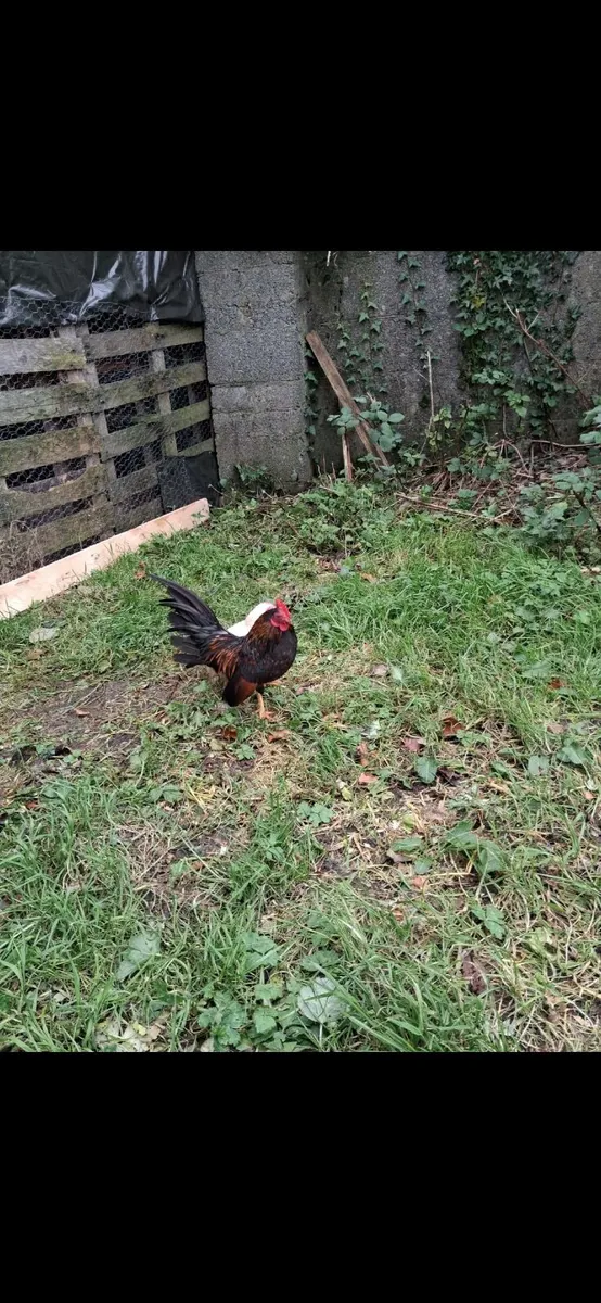 Serama rooster and Hen - Image 1