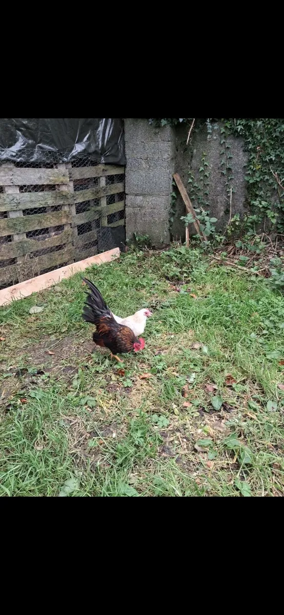 Serama rooster and Hen - Image 2