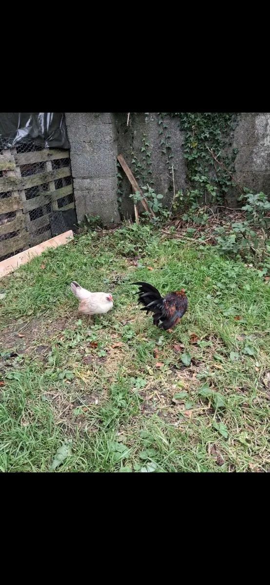 Serama rooster and Hen - Image 3