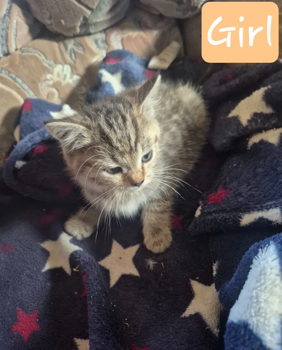 Kittens - Image 1