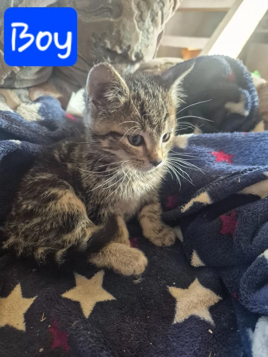 Kittens - Image 2