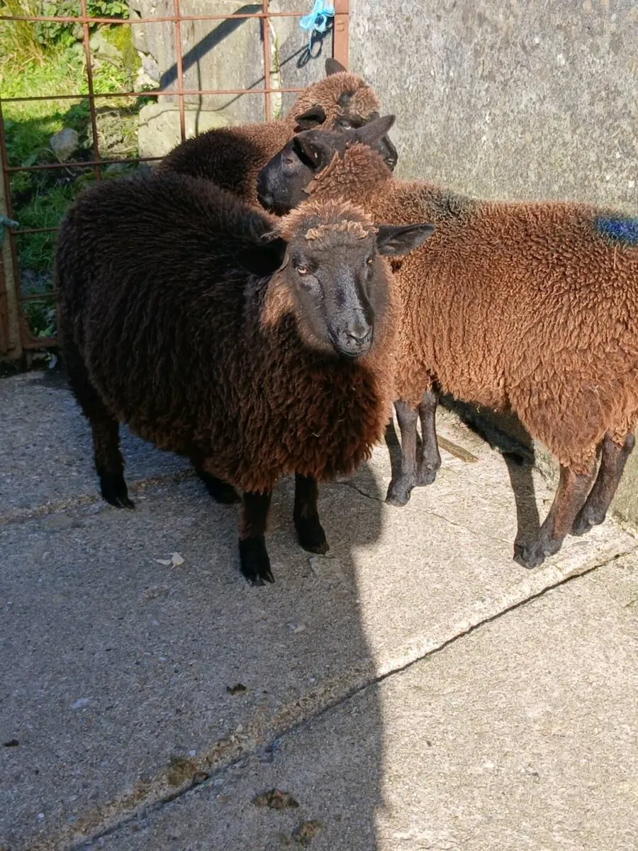 Ewe Lamb's - Image 2