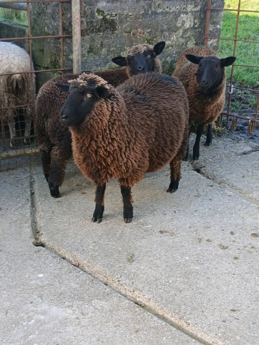 Ewe Lamb's - Image 3