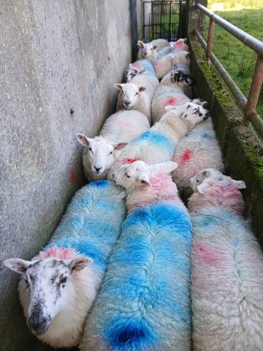 Ewe Lamb's - Image 4