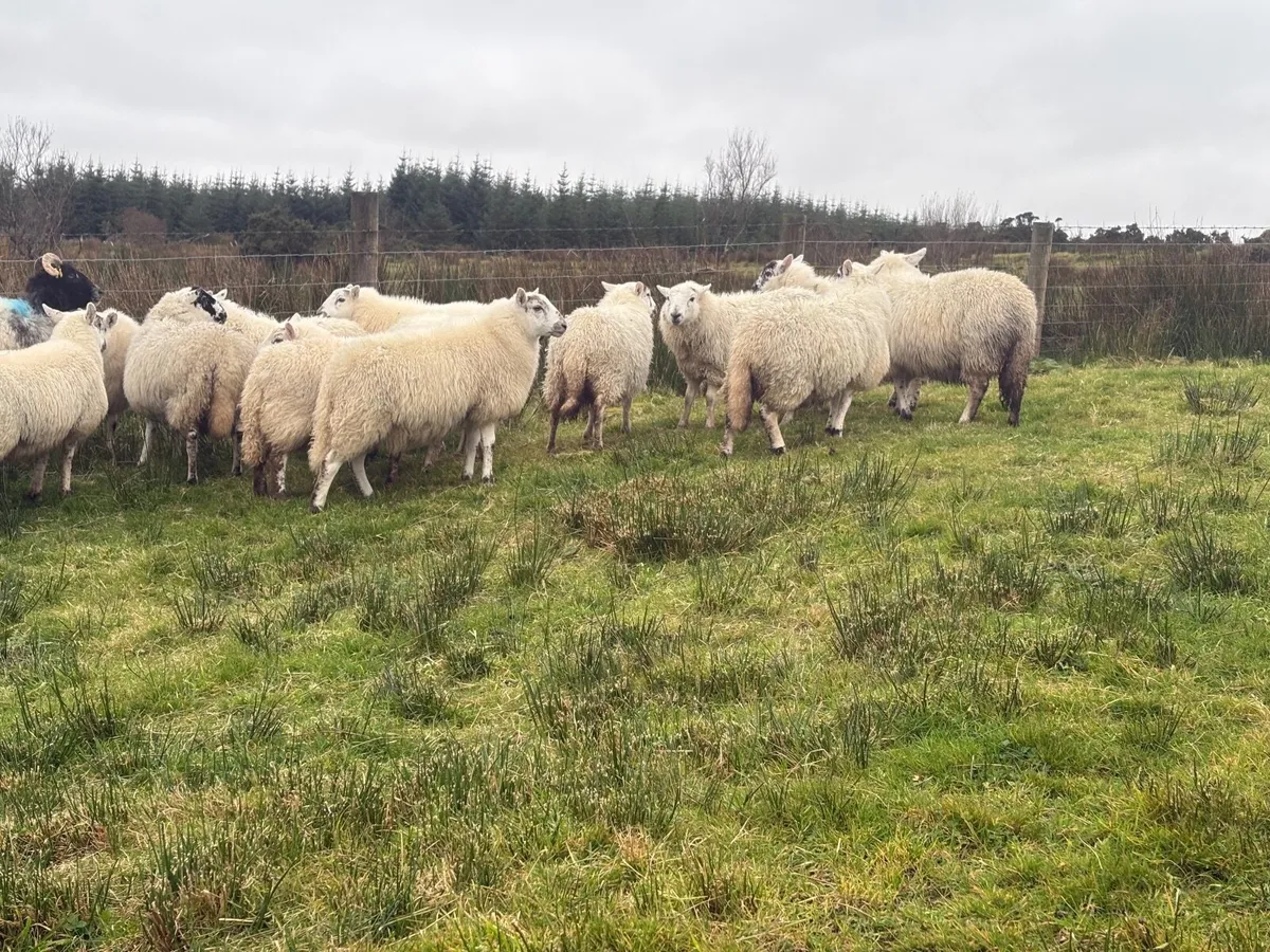 Crossbred organic ewe lambs - Image 1