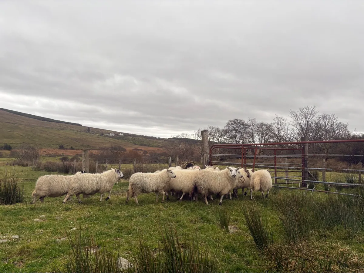 Crossbred organic ewe lambs - Image 3