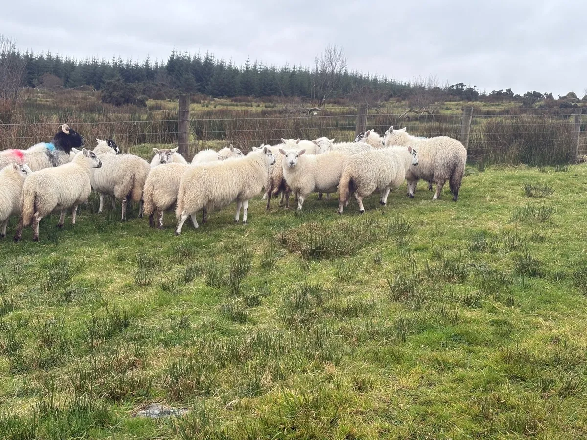 Crossbred organic ewe lambs - Image 2