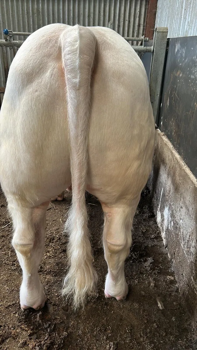 Pedigree Charolais Bull - Image 4